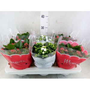Kalanchoe blos.   ..rosebud mix  2