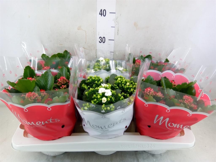 <h4>Kalanchoe blos. ..rosebud mix 2</h4>