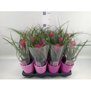 Tillandsia cyanea 'Anita'