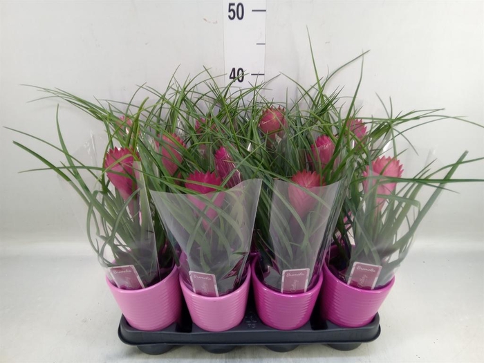 <h4>Tillandsia cyanea 'Anita'</h4>