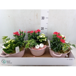 Arr.   Tuinplanten L%
