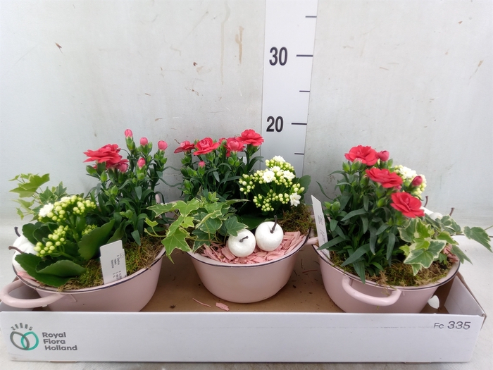 <h4>Arr.   Tuinplanten L%</h4>