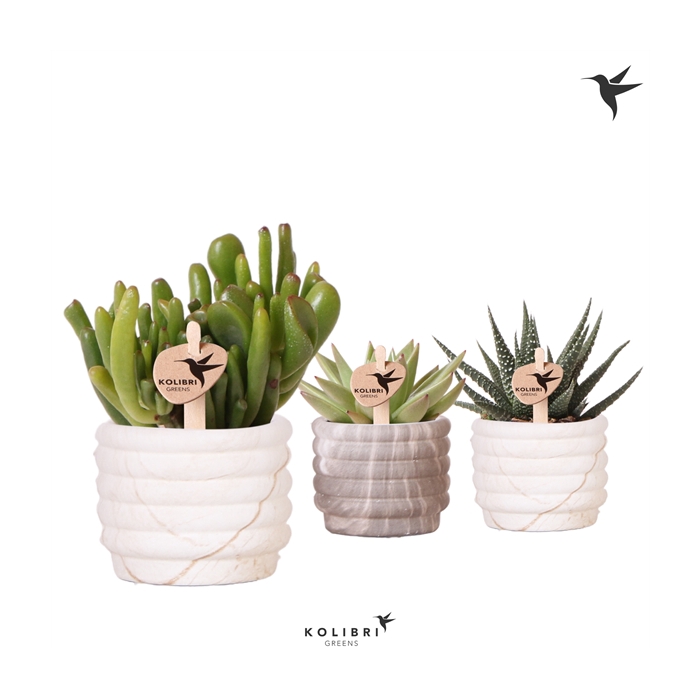 <h4>Kolibri Greens Succulenten mix in Marble pot mix</h4>