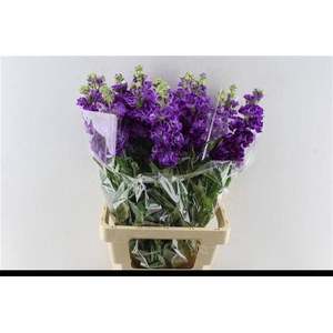MATTH IRON PURPLE