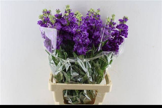 <h4>MATTH IRON PURPLE</h4>