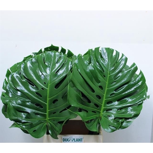 MONSTERA BLAD