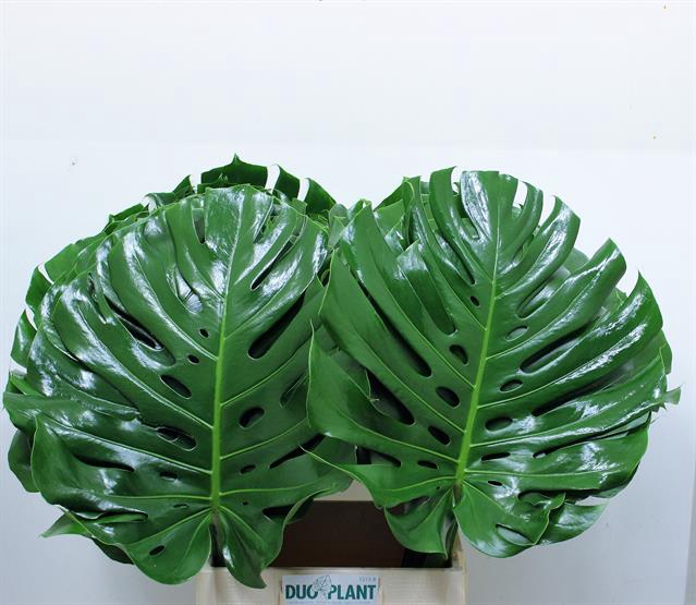 <h4>MONSTERA BLAD</h4>