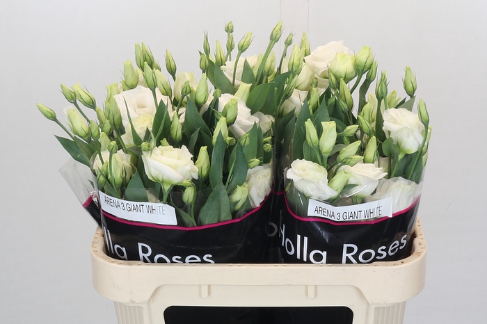 <h4>Eustoma Du Arena White</h4>