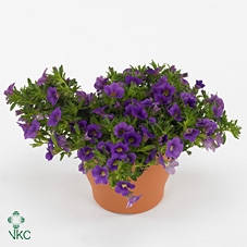 CALIB CEL BLUE