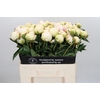 Paeonia Bowl Of Cream