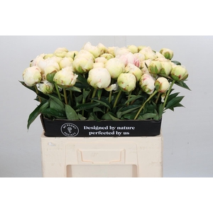 Paeonia Bowl Of Cream
