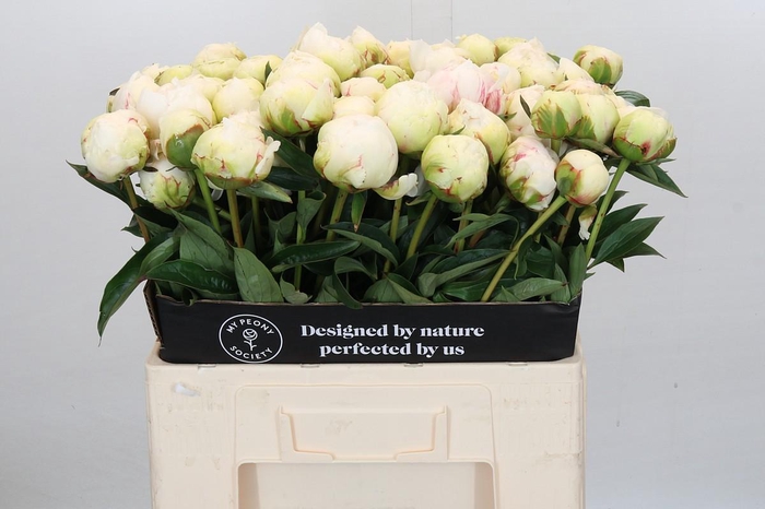 <h4>Paeonia Bowl Of Cream</h4>