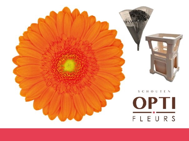 <h4>GE MI MAX-Water hoes</h4>