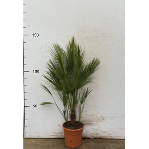 CHAM HUMILIS
