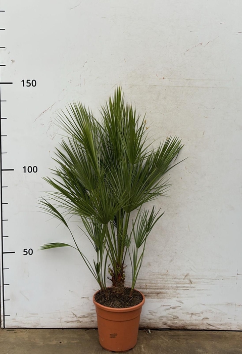 <h4>CHAM HUMILIS</h4>