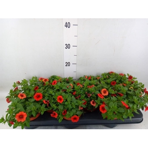 Calibrachoa  'Minifam Orange'