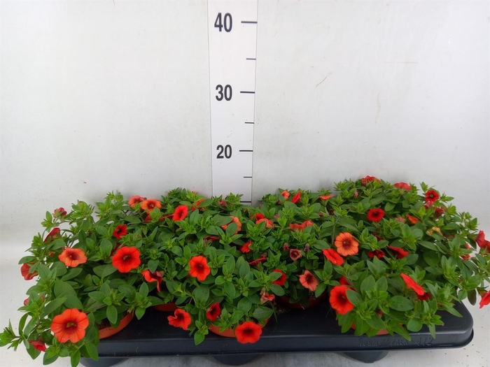 <h4>Calibrachoa  'Minifam Orange'</h4>