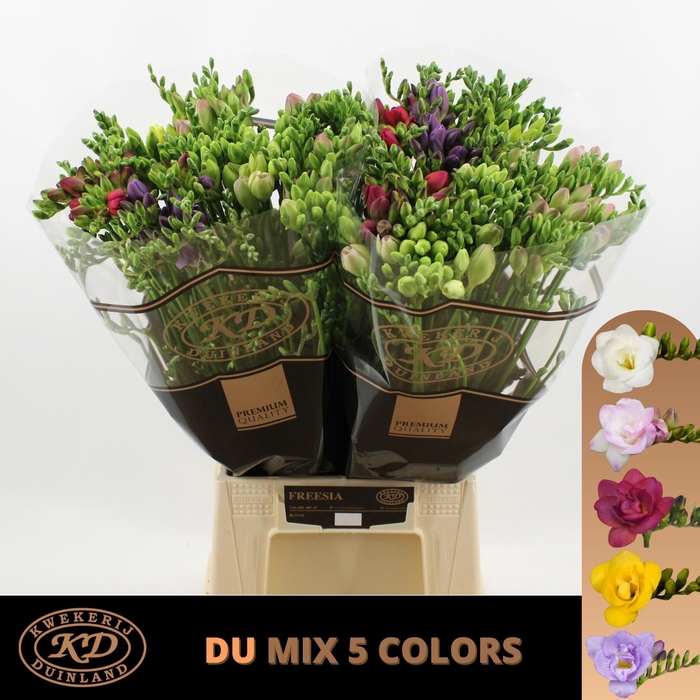 <h4>Freesia du mix</h4>