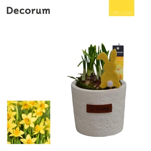 Narcis Love Living HL15135 [YELLOW]