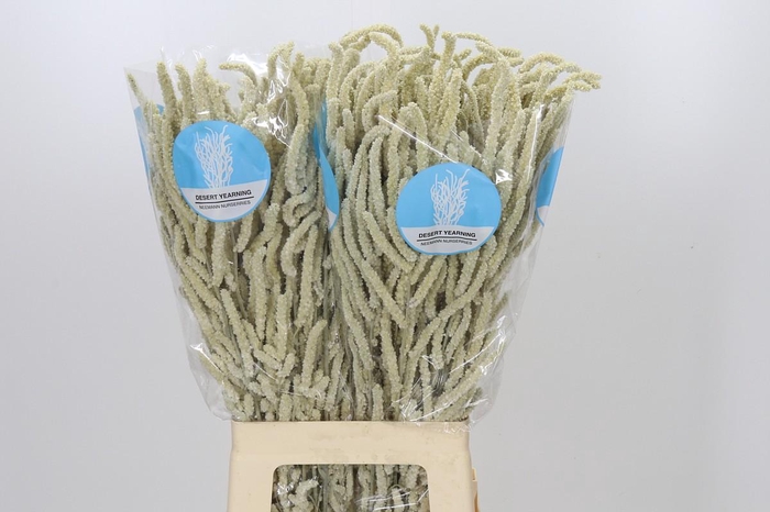 <h4>Amaranthus Yearming Desert</h4>