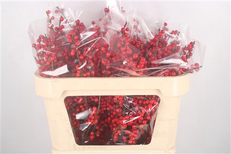 <h4>Ilex Verticilata Red Extra X5</h4>