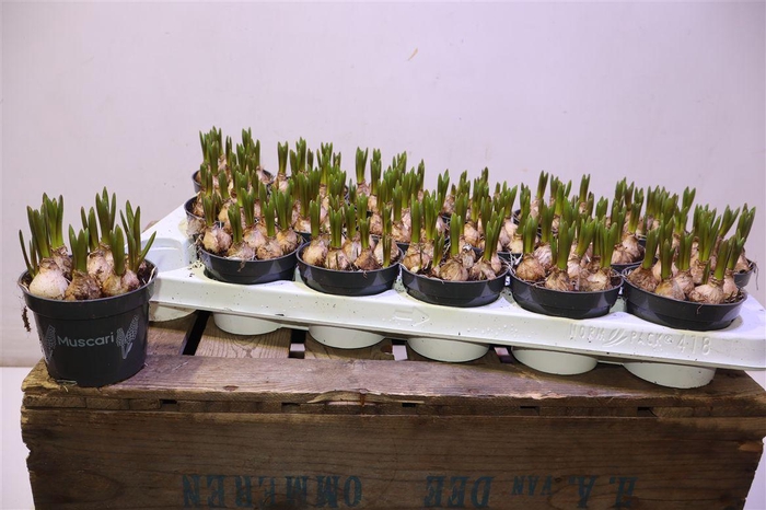 <h4>arr8 Muscar Blue Magic</h4>