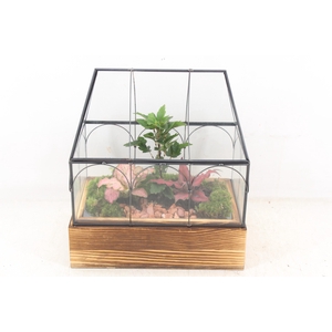 arr3 WR - Wardian case two small