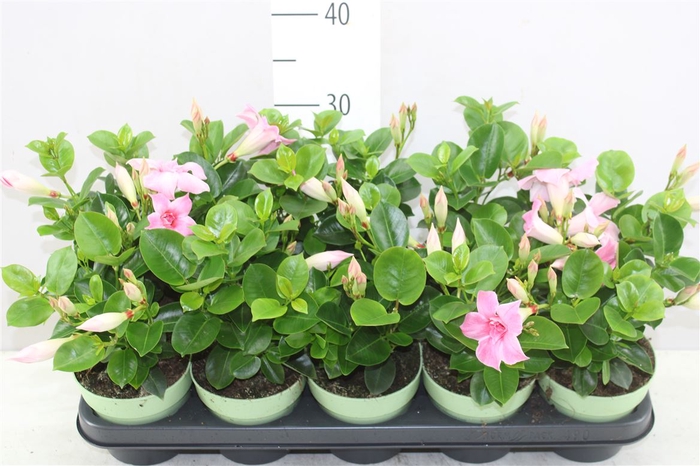 <h4>Mandevilla Sun Double Pink</h4>