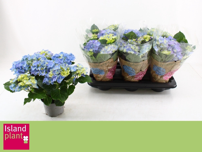 <h4>HYDR M EARLY BLUE</h4>