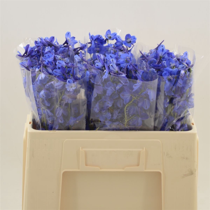 <h4>Delphinium enkel Deldonna Blue</h4>