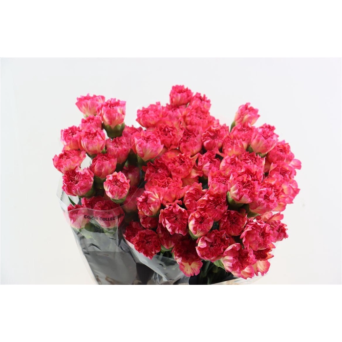 <h4>Di St Maracuya</h4>