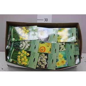 Droge Bloembol Narcis