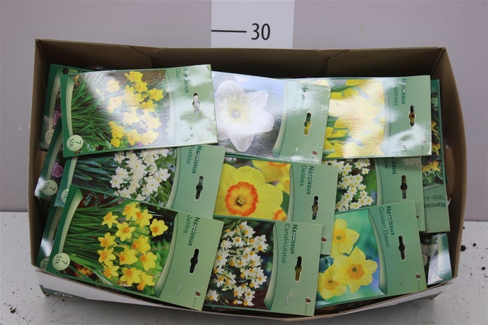 <h4>Droge Bloembol Narcis</h4>