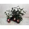 Camellia Japonica 10 Bloemen+