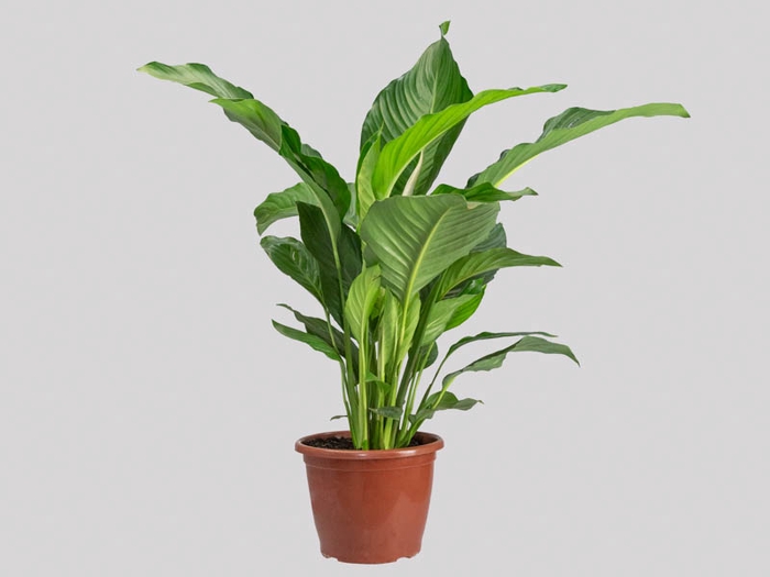 <h4>SPATHIPHYLLUM CRYSTAL P24 COM FLOR</h4>