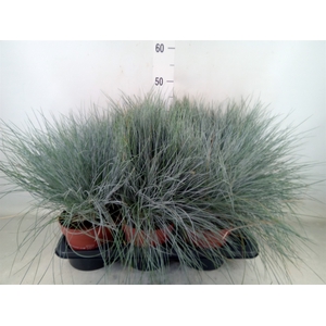 Festuca glauca 'Intens Blue'