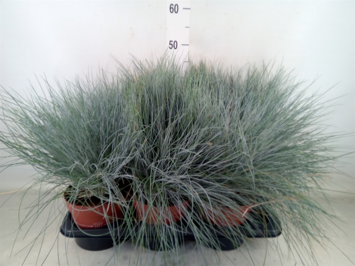 <h4>Festuca glauca 'Intens Blue'</h4>