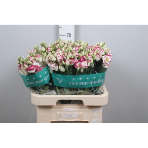 Eus G Rosi Pink Pico