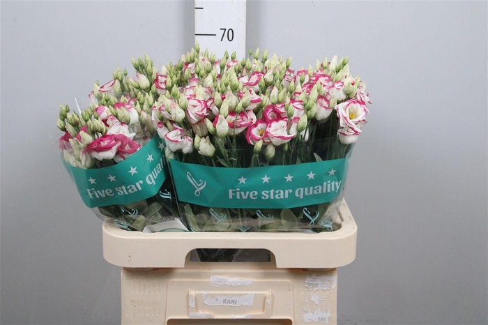 <h4>Eus G Rosi Pink Pico</h4>