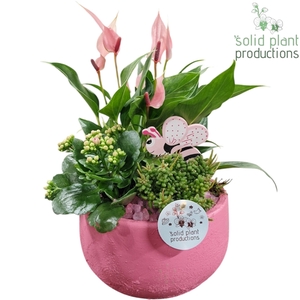 AE033 Esra Small Pink Anthurium