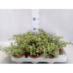 Portulacaria afra 'Variegata'