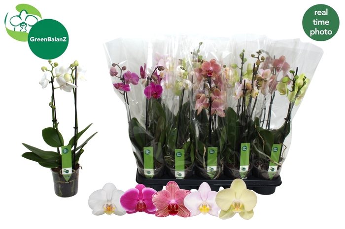 <h4>PHAL GEM 5 KL</h4>