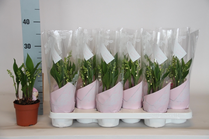 <h4>CONVALLARIA MAJALIS</h4>