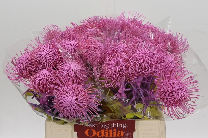 <h4>Nutans Painted Pink</h4>