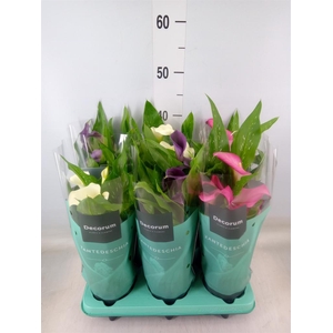 Zantedeschia   ...mix