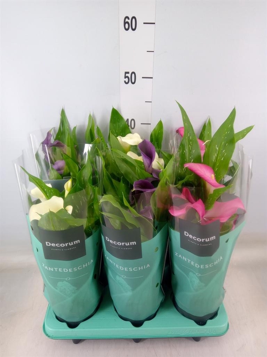 <h4>Zantedeschia   ...mix</h4>