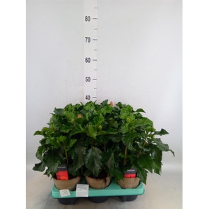 Hibiscus rosa-sin. 'Jersey'