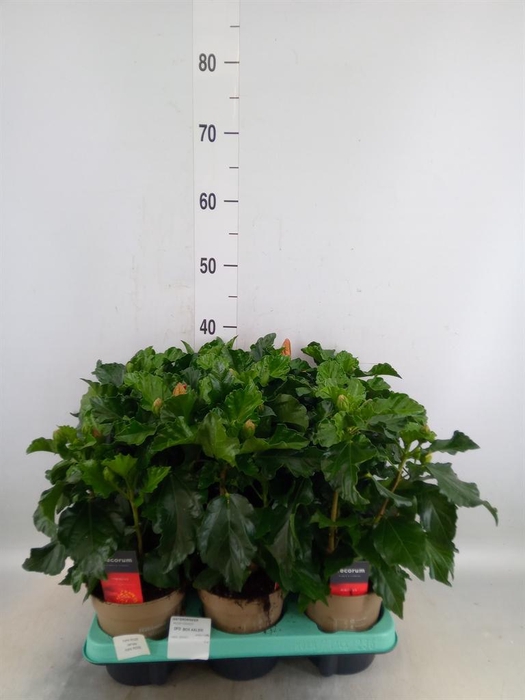 <h4>Hibiscus rosa-sin. 'Jersey'</h4>