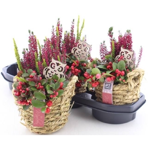 .Arr garden plants in straw basket