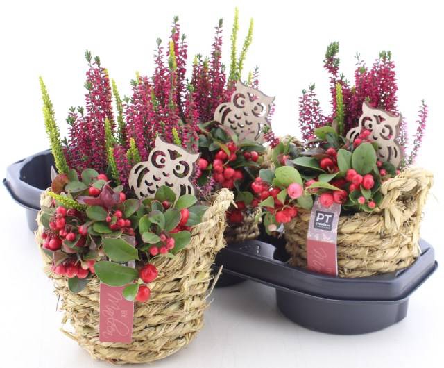 <h4>.Arr garden plants in straw basket</h4>